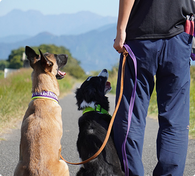 K9 Dog Life Adviserのドッグトレーナーが解決いたします