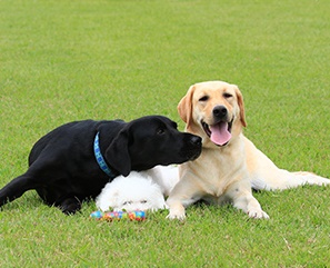 お利口でいて欲しい