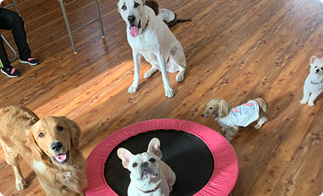 パピー合宿について