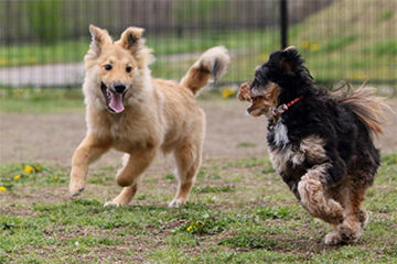 他のワンちゃんと仲良くできない