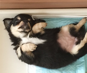 トイレが上手にできない