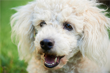 ムダ吠えに困っている